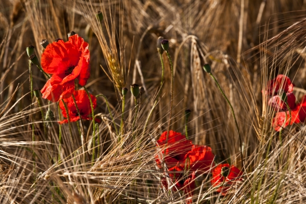 Sommer in Frankreich - (c) L Lammers.jpg